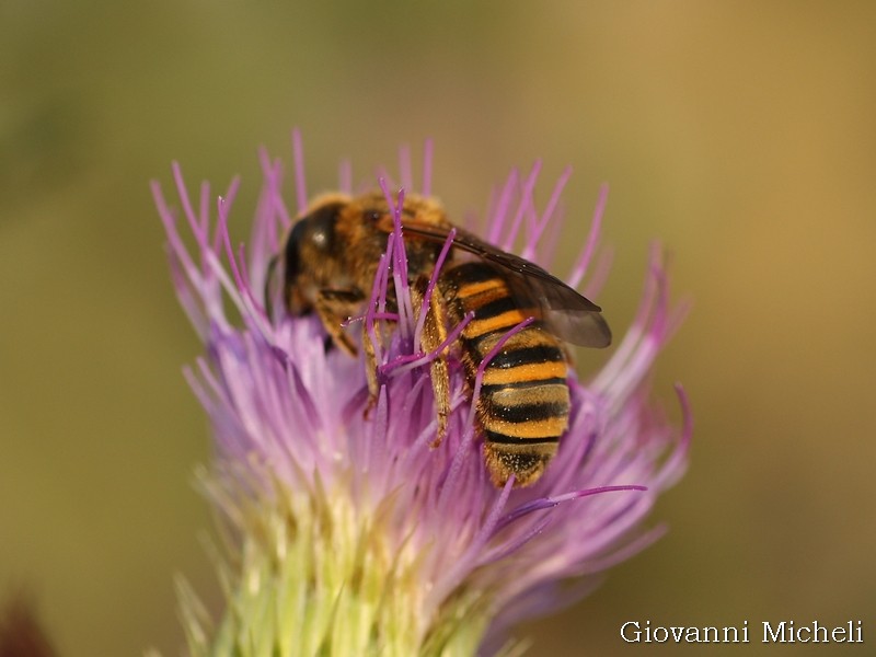 Andrena sp?  No, Halictus cfr. scabiosae (Apidae Halictinae)